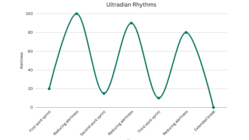 Graph showing ultradian cycle of alternating alertness and fatigue