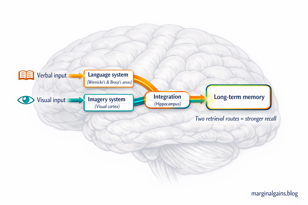 Dual coding theory diagram showing how verbal and visual input are processed through separate systems before converging in long-term memory — a conceptual model for how to remember what you read