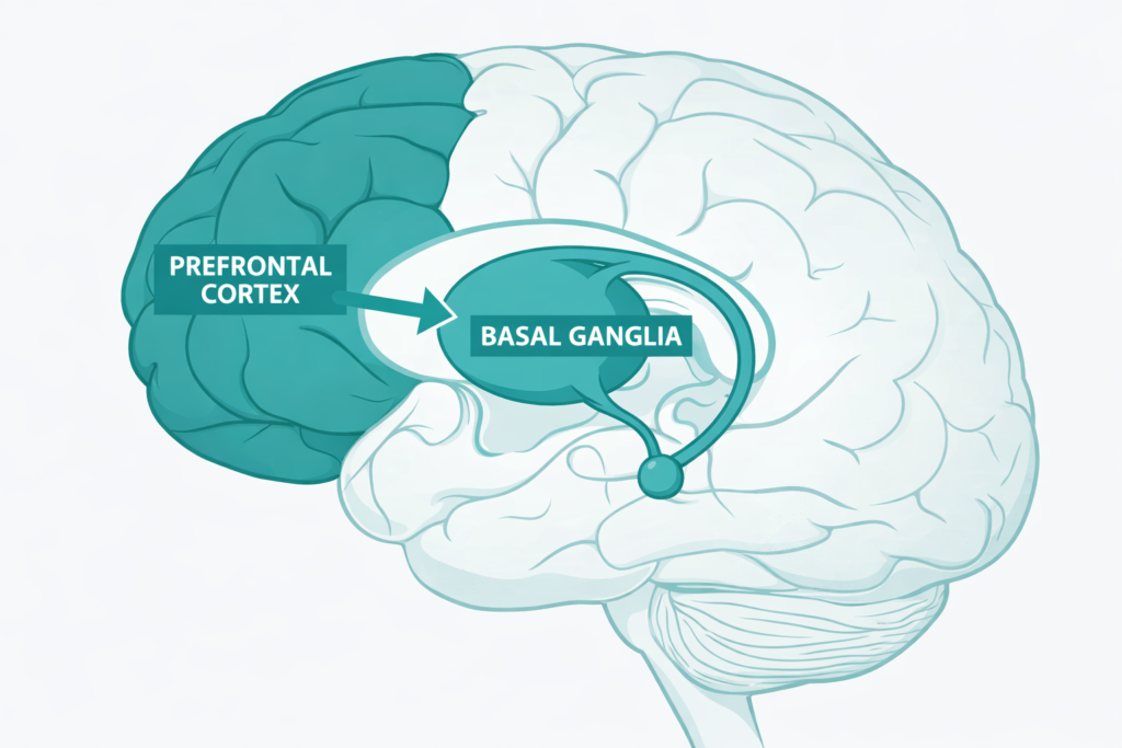 Diagram of brain anatomy involved in habit formation: the prefrontal cortex and basal ganglia  