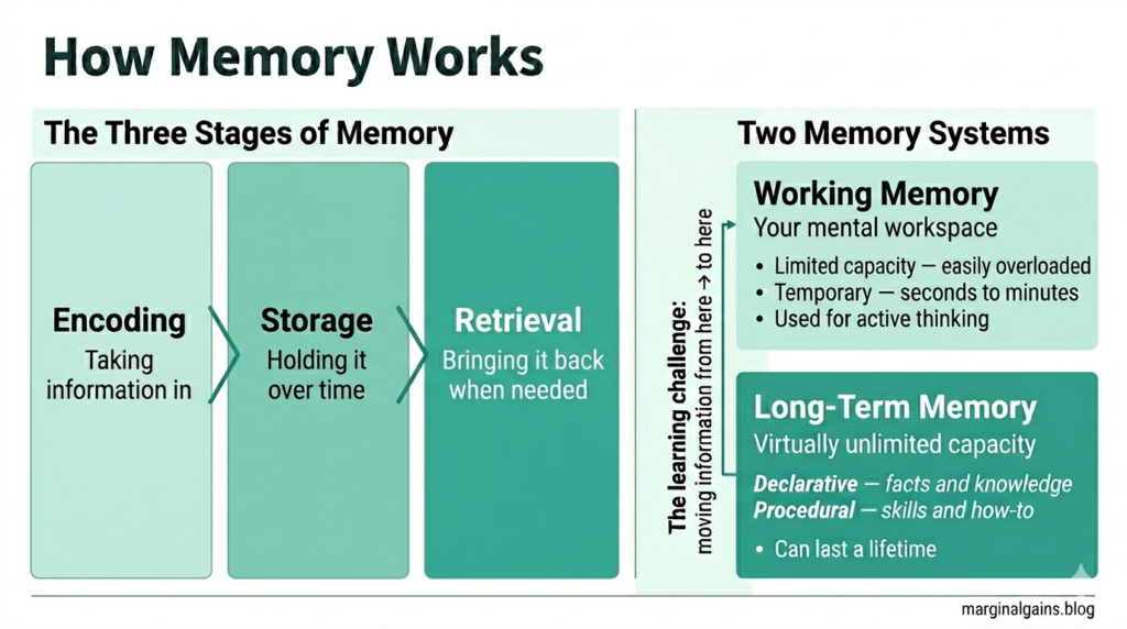 How memory works: the three stages of encoding, storage and retrieval, and the difference between working memory and long-term memory