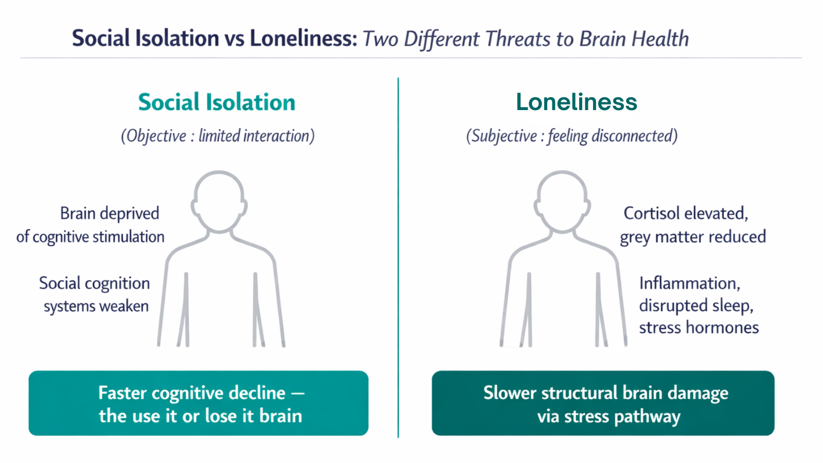 Infographic showing the different effects of social isolation and loneliness on brain health