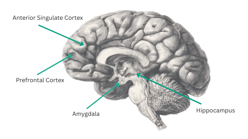 Brain diagram showing the areas of the brain positively impacted by mindfulness practice: the prefrontal cortex, anterior cinglate cortex, amygdala and hippocampus 