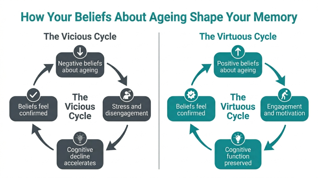 Infographic showing two circular diagrams contrasting the vicious cycle of negative beliefs leading to cognitive decline with the virtuous cycle of positive beliefs supporting preserved memory function