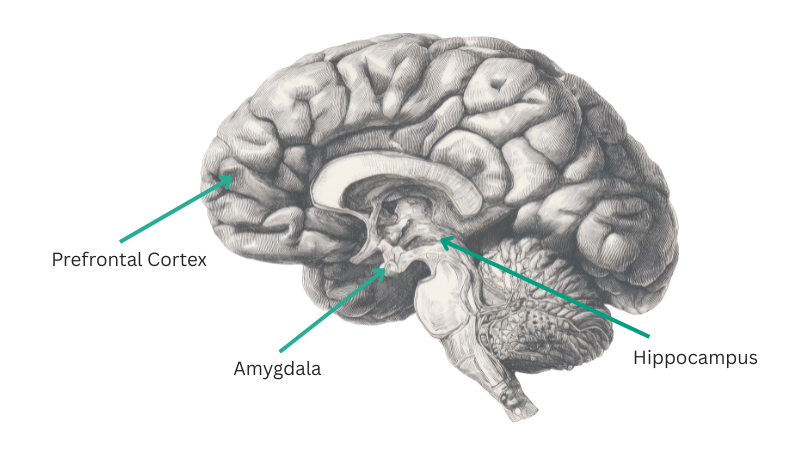 Diagram shoeing the areas of the brain most impacted by stress: the prefrontal cortex, amygdala and hippocampus