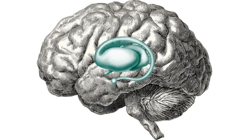 Brain cross-section showing the basal ganglia