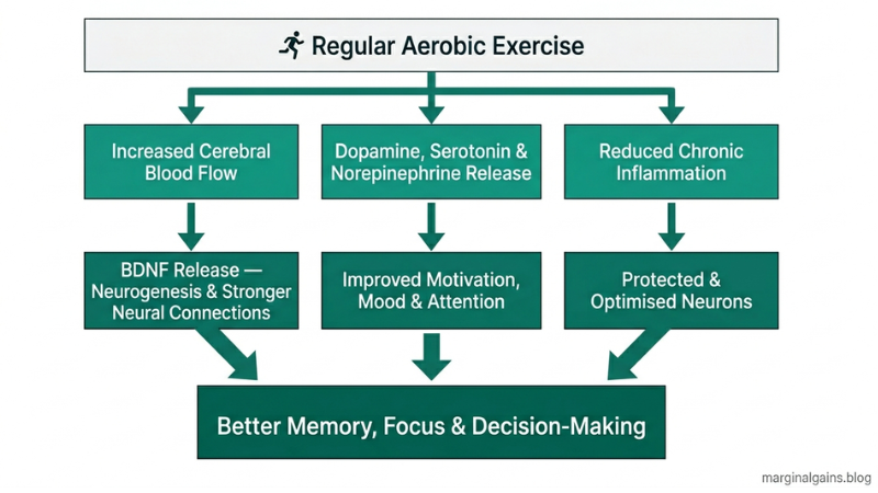 Infographic showing the best exercise for brain health benefits including increased blood flow, neurotransmitter and BDNF release, and reduced inflammation