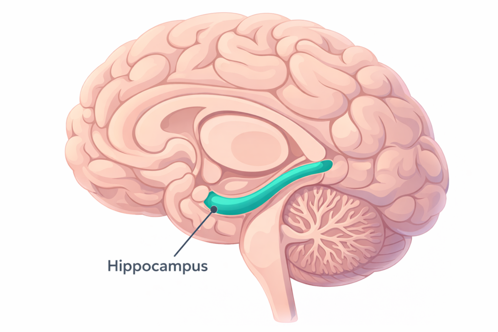 Diagram showing the importance of the hippocampus's spatial navigation system when deciding how to build a memory palace 