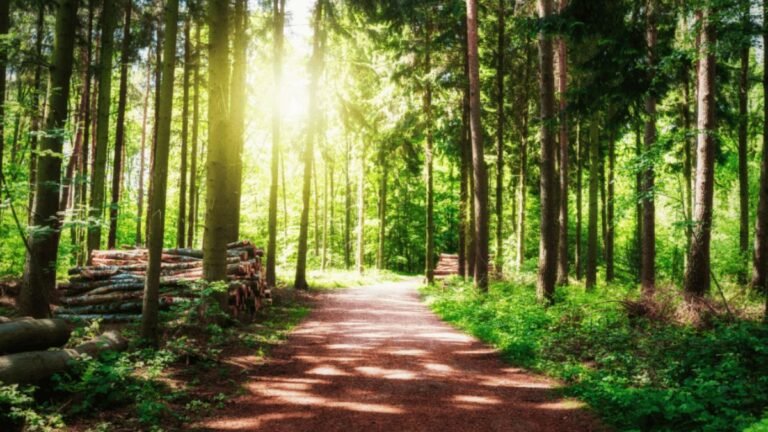 Peaceful forest path representing clear mental performance and cognitive clarity